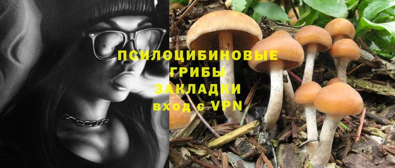 Псилоцибиновые грибы Psilocybe  Майкоп 